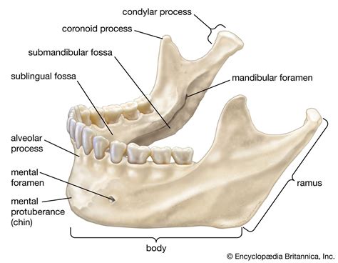 The Jaw.